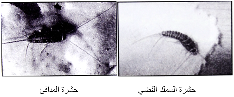 أنابيب ملبيجي موجودة في منطقة: